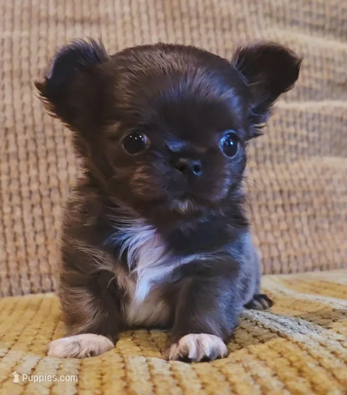 Aiden  – Chihuahua puppy for sale in Tifton, GA