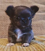 Aiden , a male Chihuahua for sale in Tifton, GA – 1 of 10