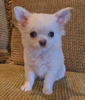 Dajavu, a female Chihuahua for sale in Tifton, GA – 2 of 9