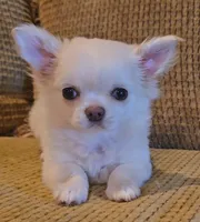 Dajavu, a female Chihuahua for sale in Tifton, GA – 3 of 9