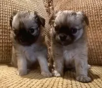 Ariana, a female Chihuahua for sale in Tifton, GA – 2 of 10