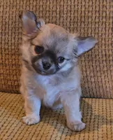 Arnold, a male Chihuahua for sale in Tifton, GA – 6 of 7