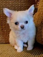 Dajavu, a female Chihuahua for sale in Tifton, GA – 1 of 10