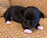 Cecilia, a female Chihuahua for sale in Tifton, GA – 3 of 6