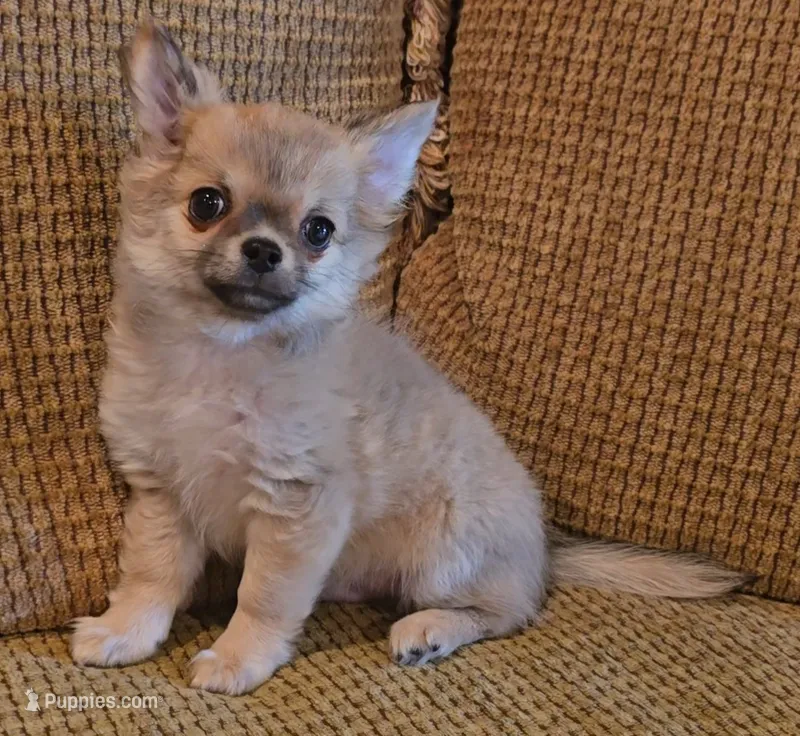 Arnold – Chihuahua puppy for sale in Tifton, GA