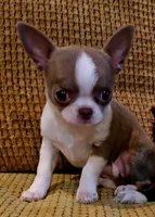 Ariella , a female Chihuahua for sale in Tifton, GA – 5 of 10