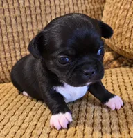 Cecilia, a female Chihuahua for sale in Tifton, GA – 2 of 6
