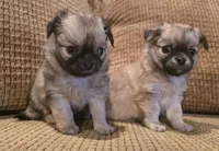 Ariana, a female Chihuahua for sale in Tifton, GA – 9 of 10
