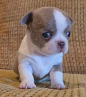 Ariella , a female Chihuahua for sale in Tifton, GA – 4 of 8