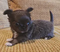 Aiden , a male Chihuahua for sale in Tifton, GA – 9 of 10