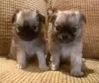 Ariana, a female Chihuahua for sale in Tifton, GA – 6 of 10