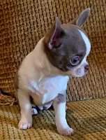 Ariella , a female Chihuahua for sale in Tifton, GA – 4 of 10
