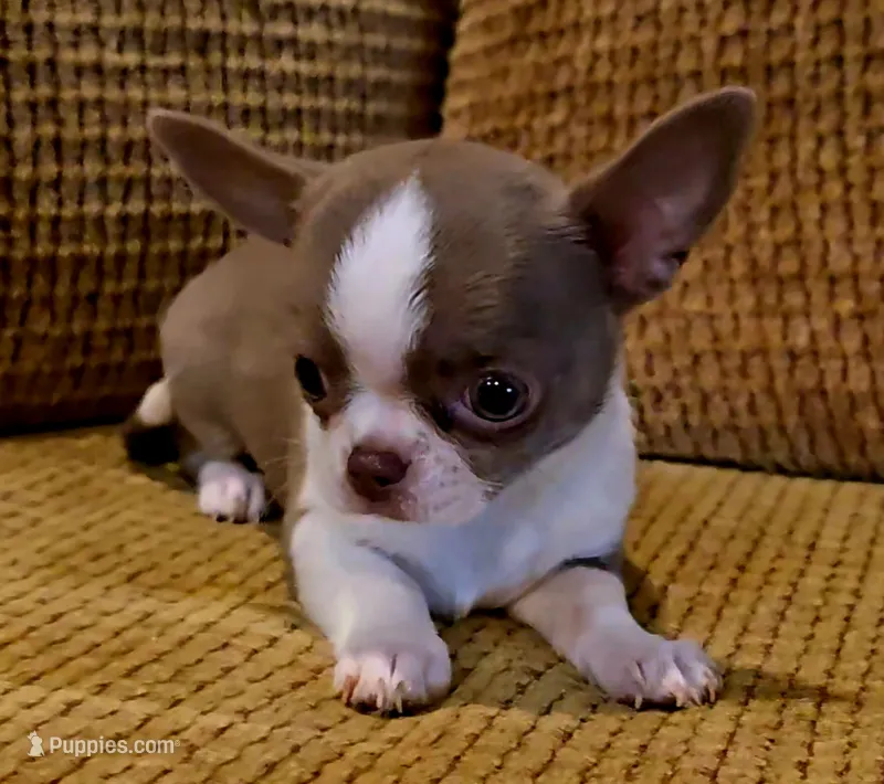 Ariella  – Chihuahua puppy for sale in Tifton, GA