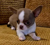 Ariella , a female Chihuahua for sale in Tifton, GA – 1 of 10