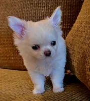 Dajavu, a female Chihuahua for sale in Tifton, GA – 4 of 10
