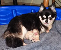 Enrika, a female Chihuahua for sale in Tifton, GA – 4 of 5