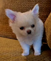 Dajavu, a female Chihuahua for sale in Tifton, GA – 2 of 10