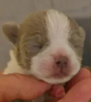 Ariella , a female Chihuahua for sale in Tifton, GA – 6 of 6