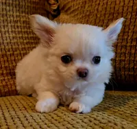 Dajavu, a female Chihuahua for sale in Tifton, GA – 8 of 10