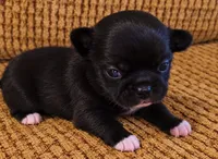 Caviar, a male Chihuahua for sale in Tifton, GA – 2 of 5