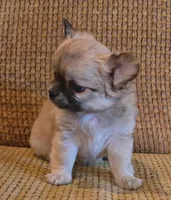 Arnold, a male Chihuahua for sale in Tifton, GA – 4 of 7