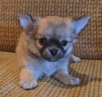 Arnold, a male Chihuahua for sale in Tifton, GA – 3 of 7
