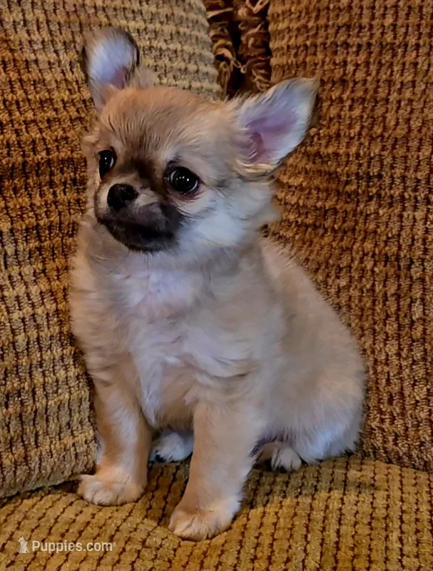 Arnold – Chihuahua puppy for sale in Tifton, GA