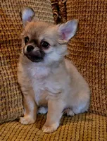 Arnold, a male Chihuahua for sale in Tifton, GA – 1 of 7