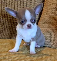 Ariella , a female Chihuahua for sale in Tifton, GA – 2 of 10