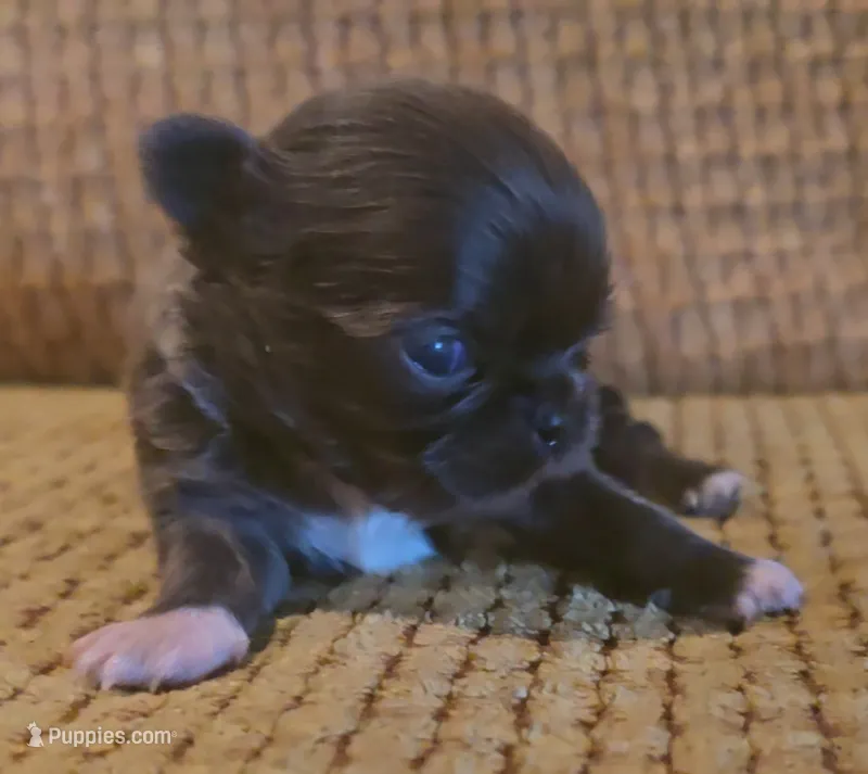 Aiden  – Chihuahua puppy for sale in Tifton, GA