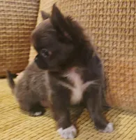 Aiden , a male Chihuahua for sale in Tifton, GA – 5 of 10