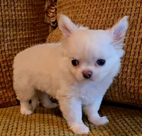 Dajavu, a female Chihuahua for sale in Tifton, GA – 6 of 10