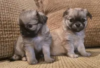 Ariana, a female Chihuahua for sale in Tifton, GA – 7 of 10