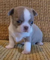 Ariella , a female Chihuahua for sale in Tifton, GA – 5 of 8