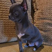 Baikalas, a male Chihuahua for sale in Tifton, GA – Photo 3 of 10