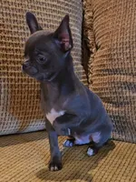 Baikalas, a male Chihuahua for sale in Tifton, GA – Photo 3 of 10