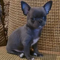 Baikalas, a male Chihuahua for sale in Tifton, GA – Photo 2 of 10