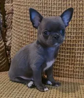 Baikalas, a male Chihuahua for sale in Tifton, GA – Photo 2 of 10