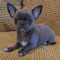 Baikalas, a male Chihuahua for sale in Tifton, GA – Photo 8 of 10