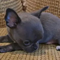 Baikalas, a male Chihuahua for sale in Tifton, GA – Photo 10 of 10