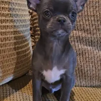 Baikalas, a male Chihuahua for sale in Tifton, GA – Photo 1 of 10