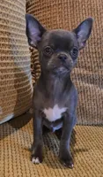 Baikalas, a male Chihuahua for sale in Tifton, GA – Photo 1 of 10