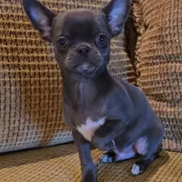 Baikalas, a male Chihuahua for sale in Tifton, GA – Photo 5 of 10