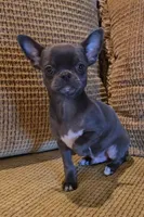 Baikalas, a male Chihuahua for sale in Tifton, GA – Photo 5 of 10