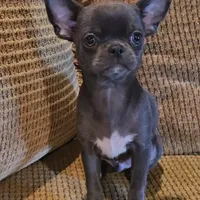 Baikalas, a male Chihuahua for sale in Tifton, GA – Photo 4 of 10