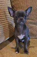 Baikalas, a male Chihuahua for sale in Tifton, GA – Photo 4 of 10