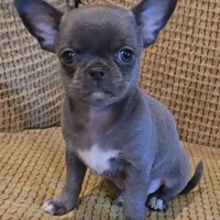 Baikalas, a male Chihuahua for sale in Tifton, GA – Photo 7 of 10