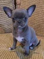 Baikalas, a male Chihuahua for sale in Tifton, GA – Photo 7 of 10