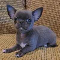 Baikalas, a male Chihuahua for sale in Tifton, GA – Photo 9 of 10
