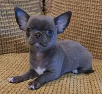 Baikalas, a male Chihuahua for sale in Tifton, GA – Photo 9 of 10